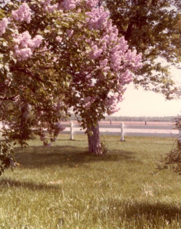 lilacs on the farm 1 (2)