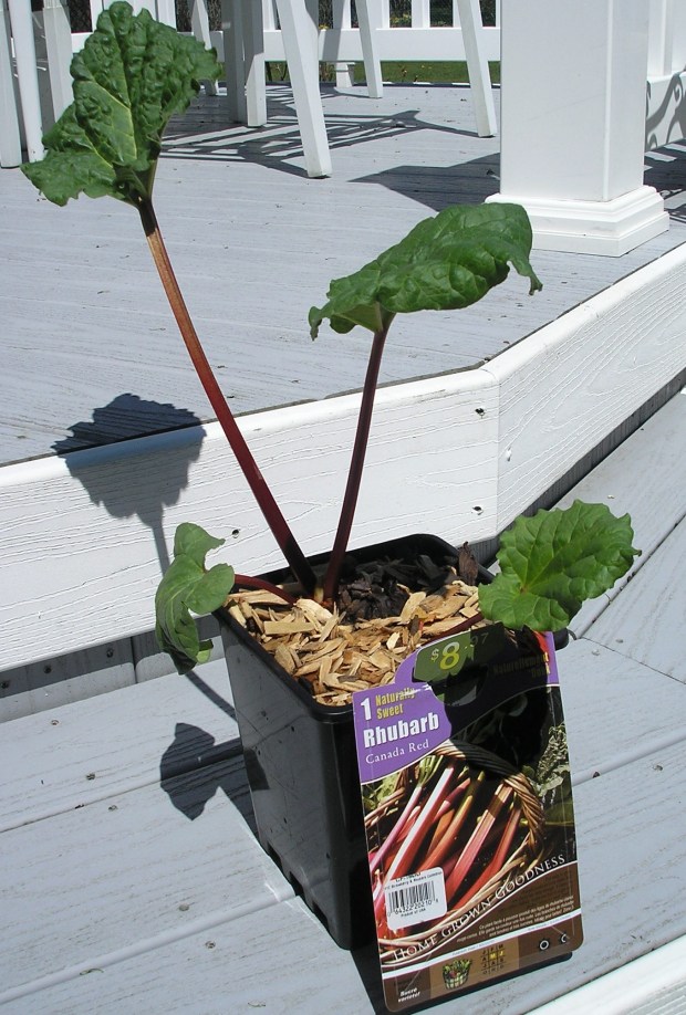 Rhubarb plant