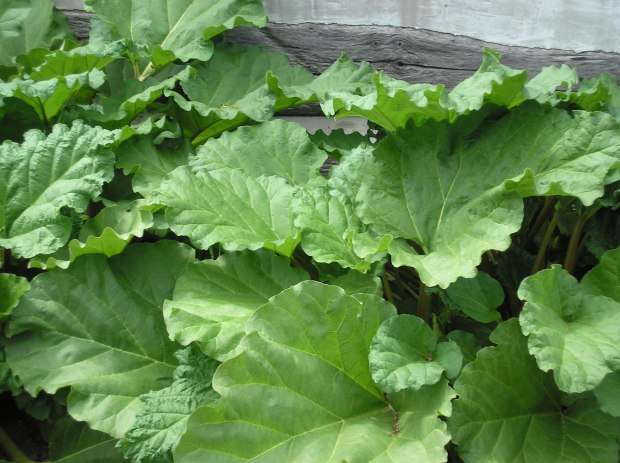 Rhubarb