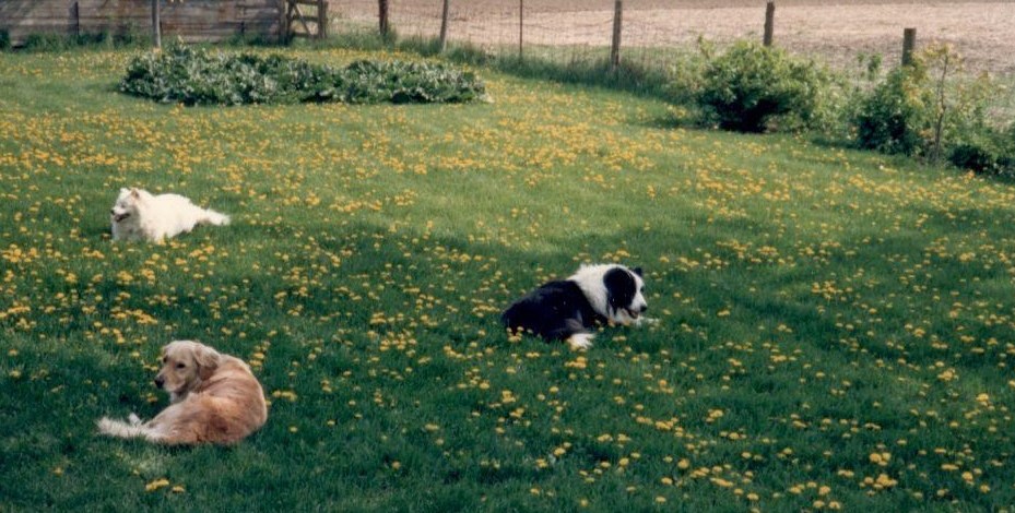rhubarb and dogs (5)