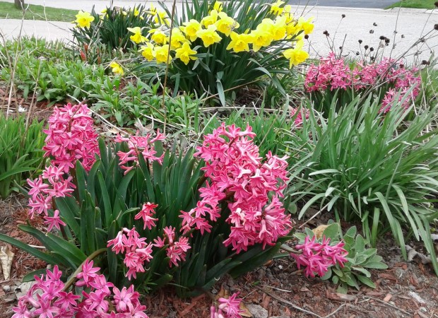 hyacinths spring garden
