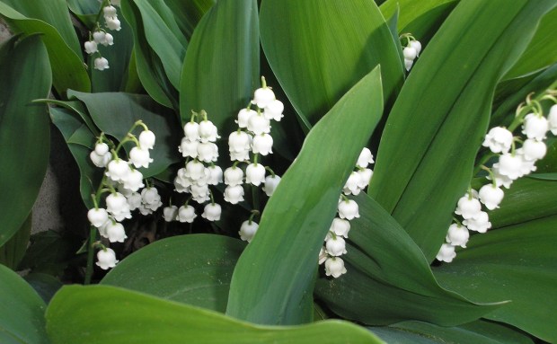 lily of the valley