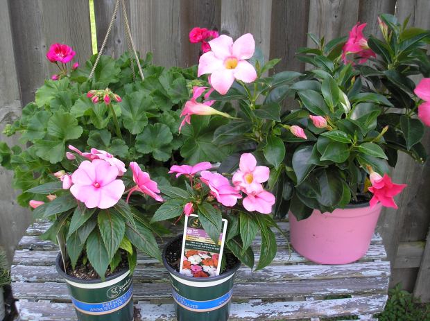 garden flowers on table