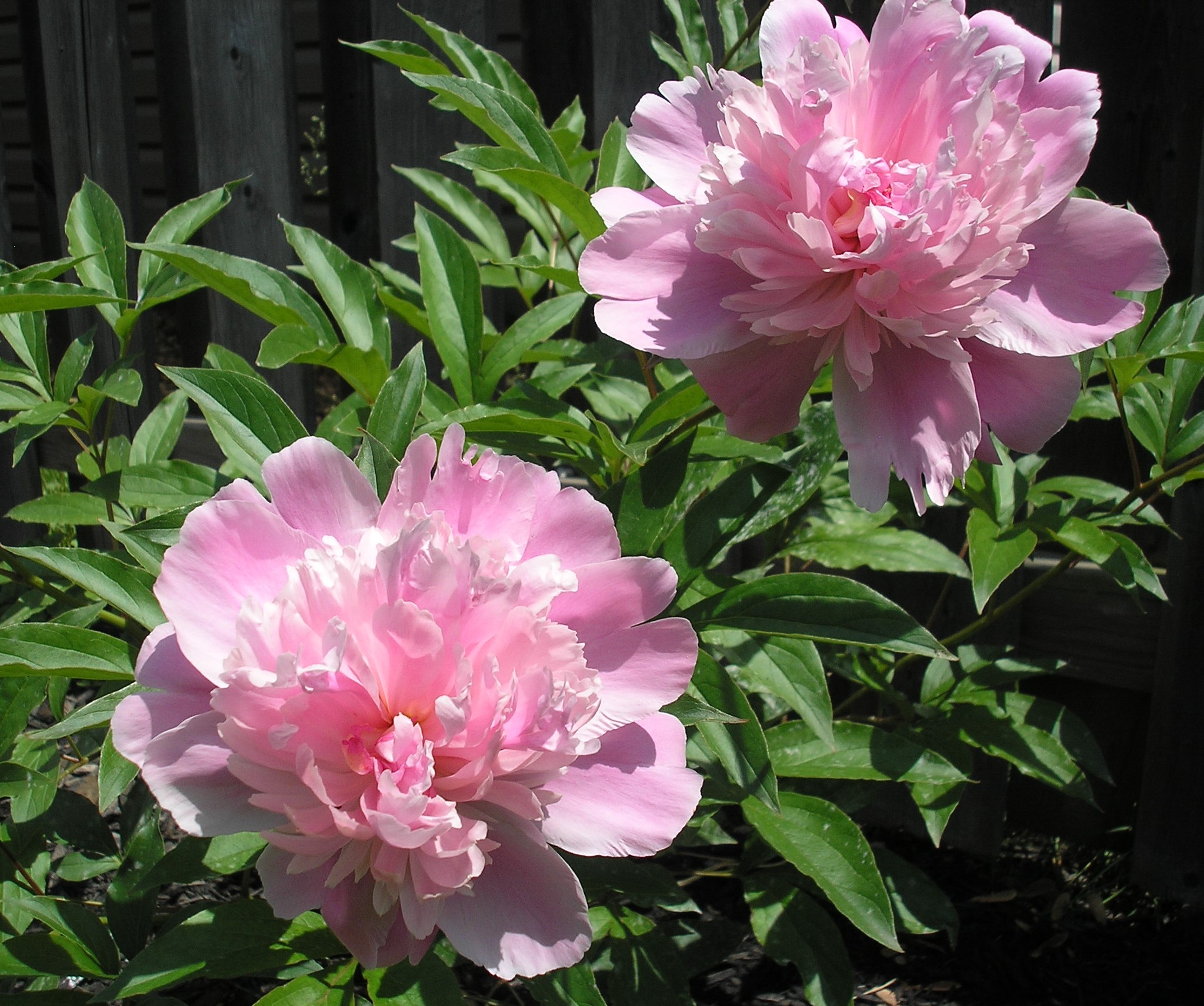 peonies