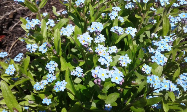 forget me nots blue
