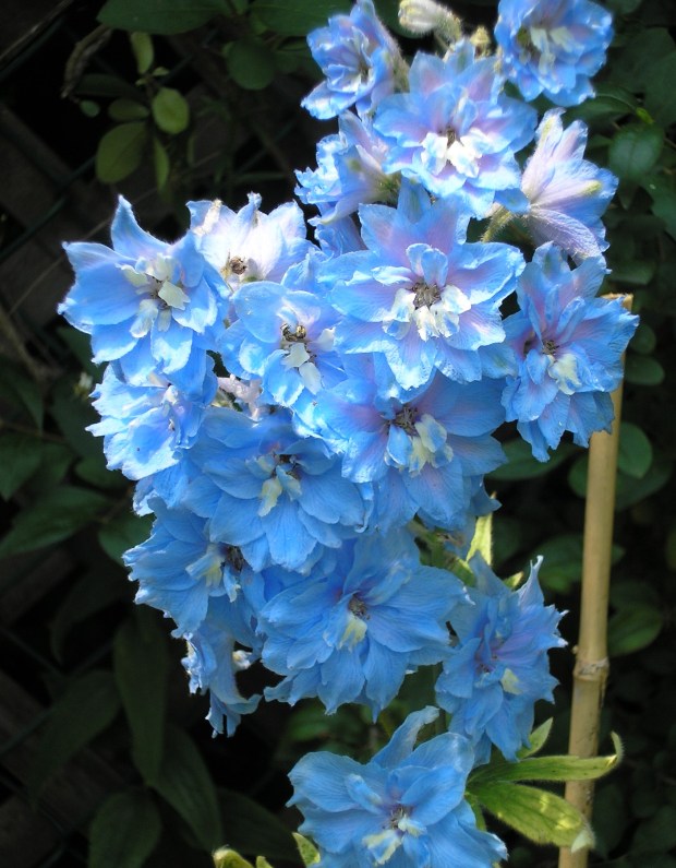 blue delphinium