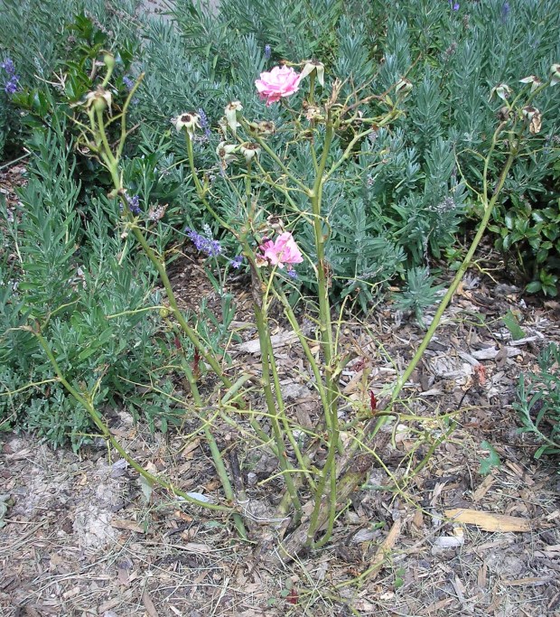 Knock Out Roses munched