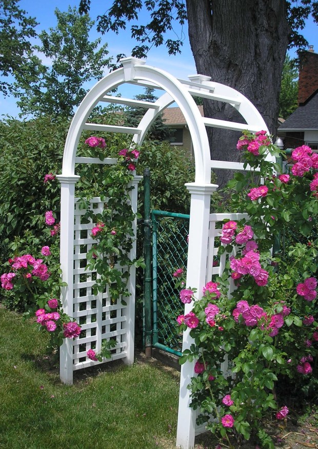 roses on arbor