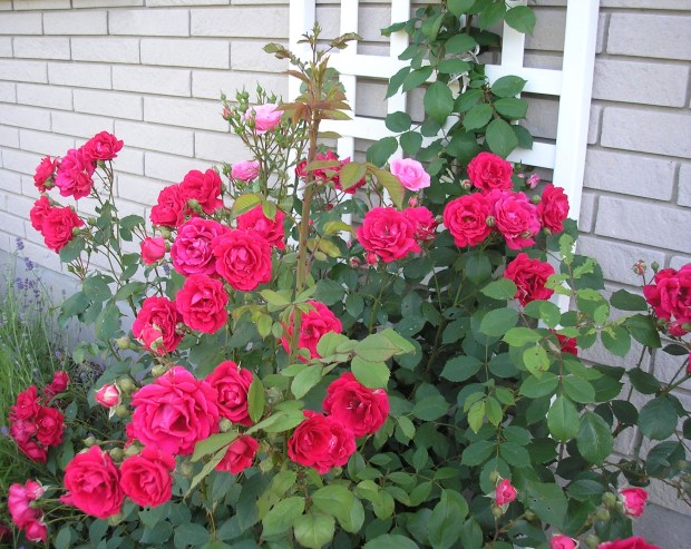 roses on trellis