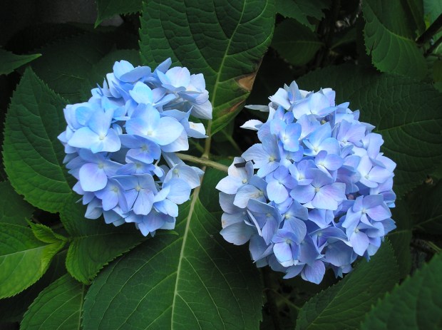 blue hydrangeas