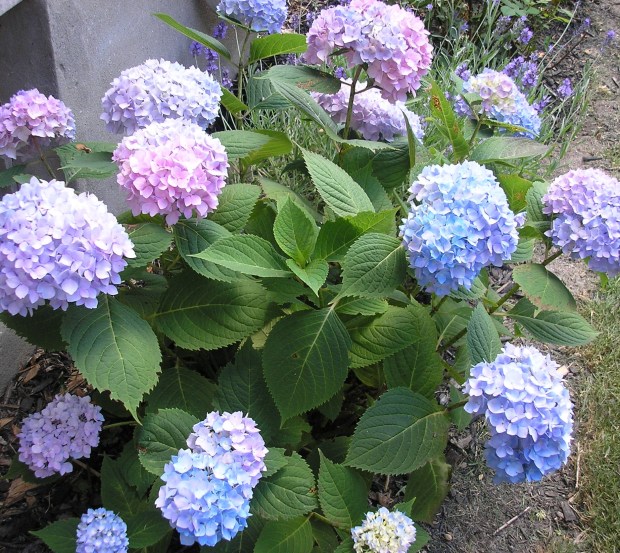 hydrangeas