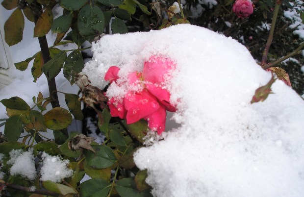snow on roses