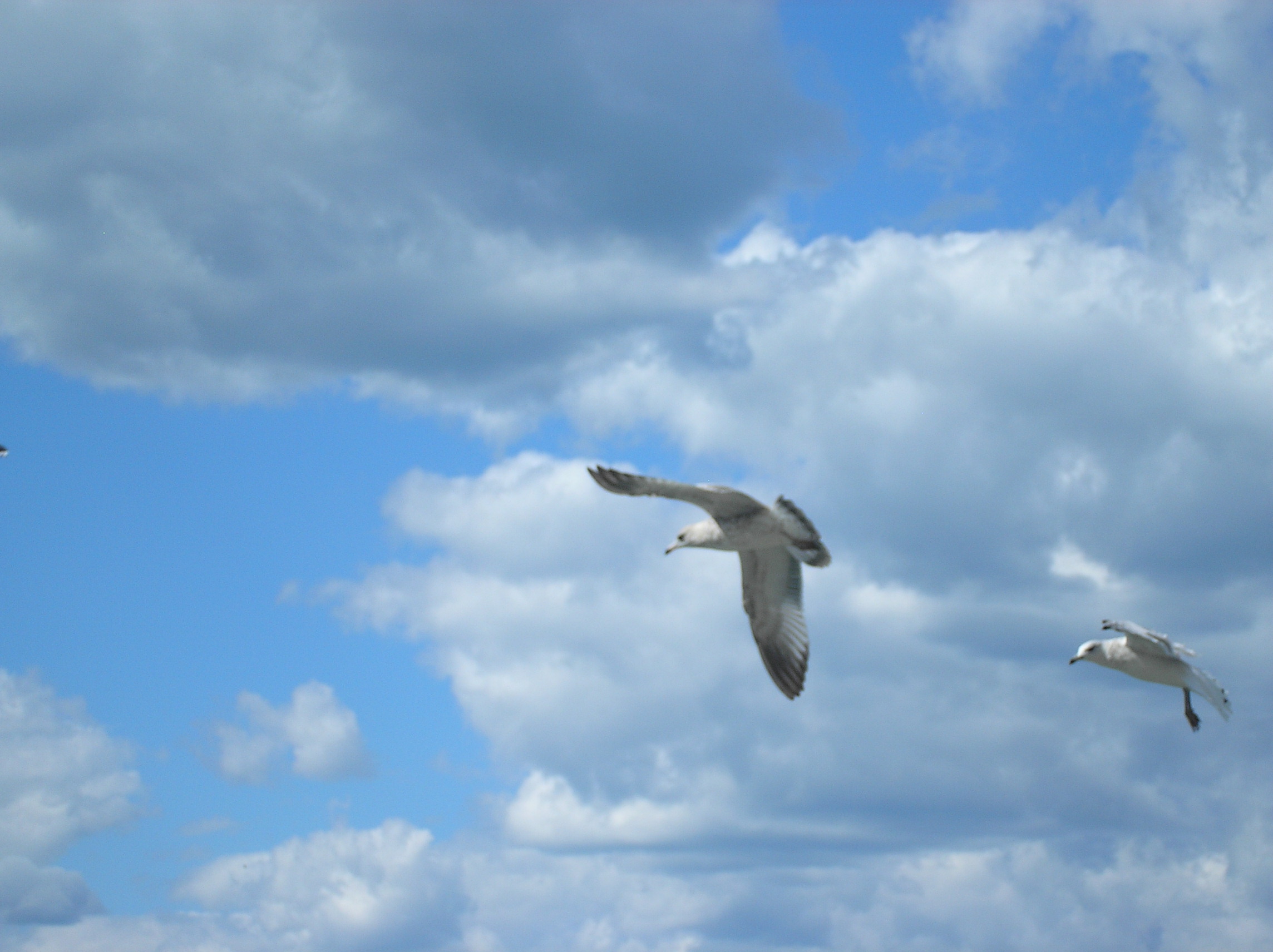 seagull and clouds