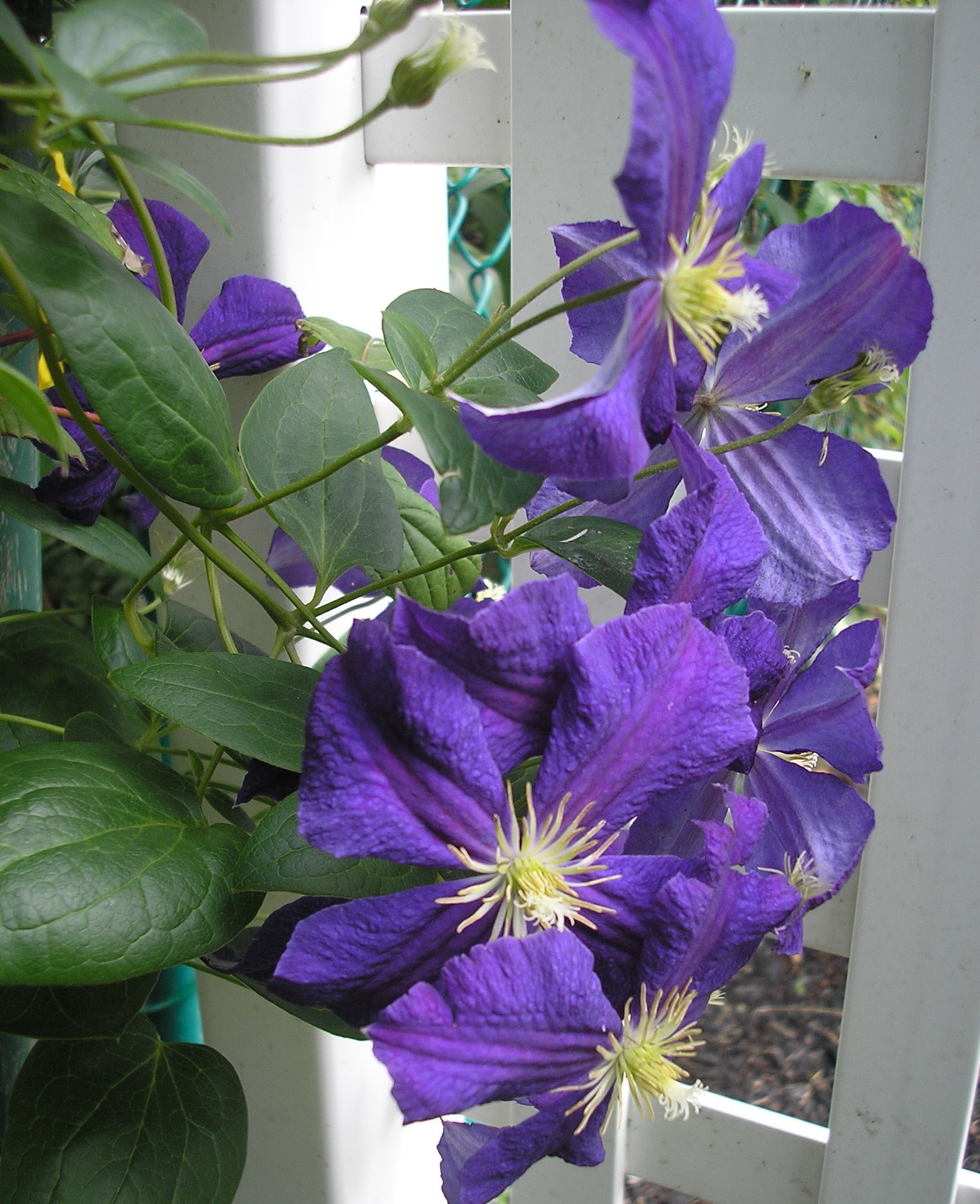 purple clematis