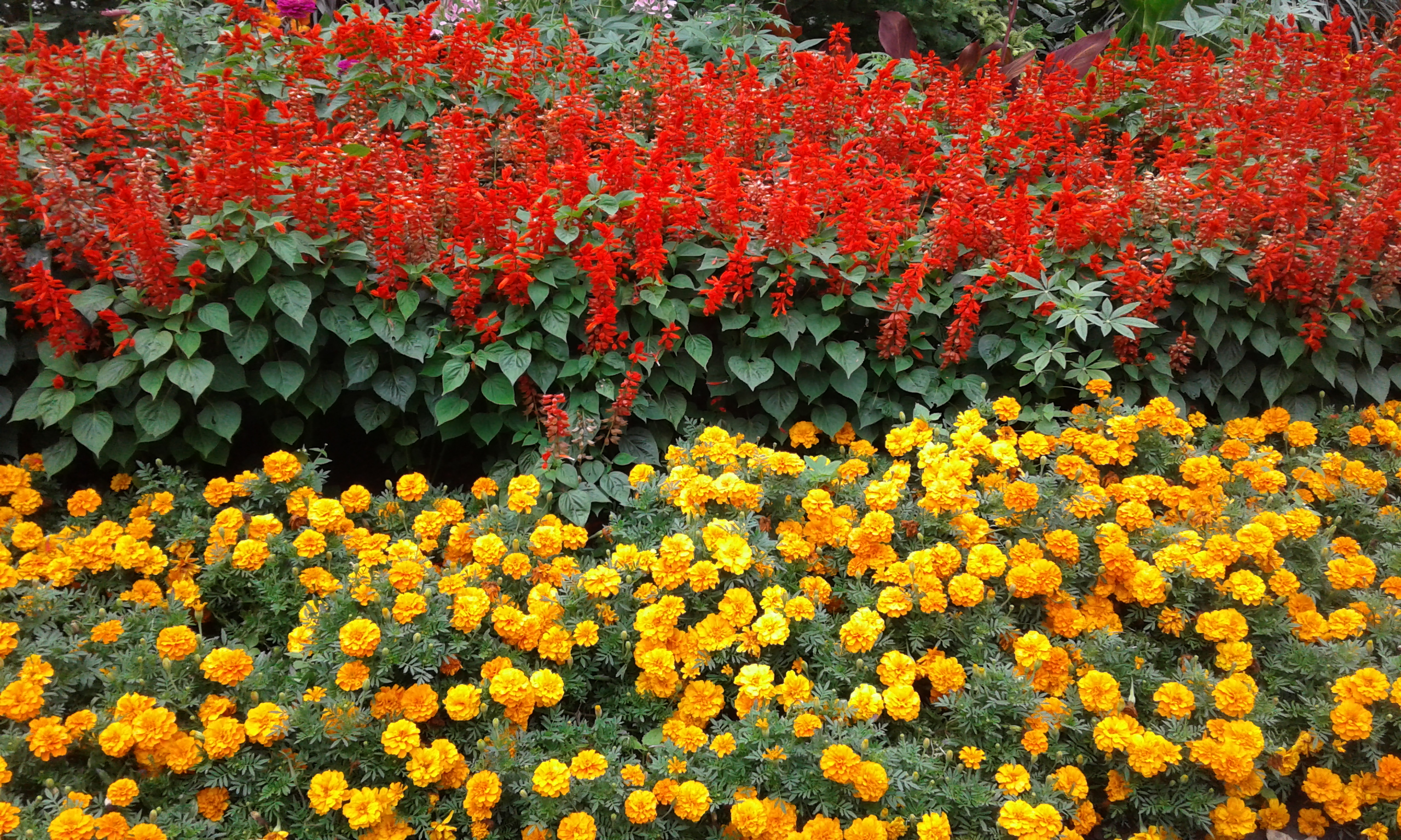 fall flowers Germain Park