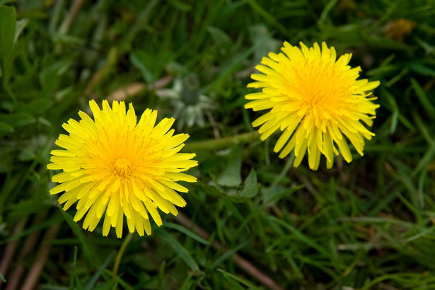 Dandelions
