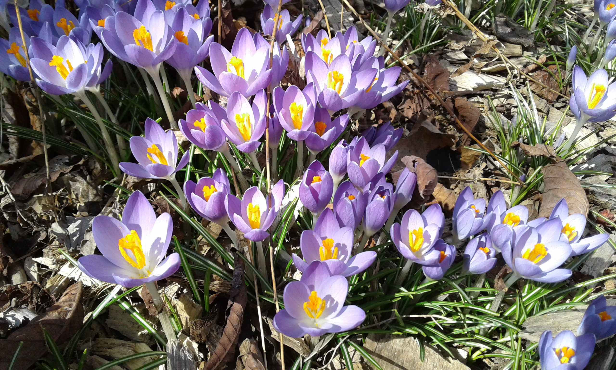 crocus in front of library