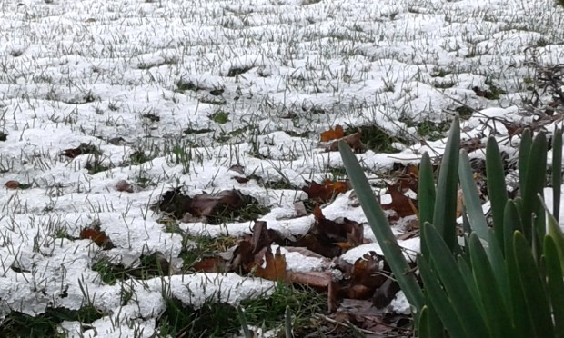 daffodils with snow