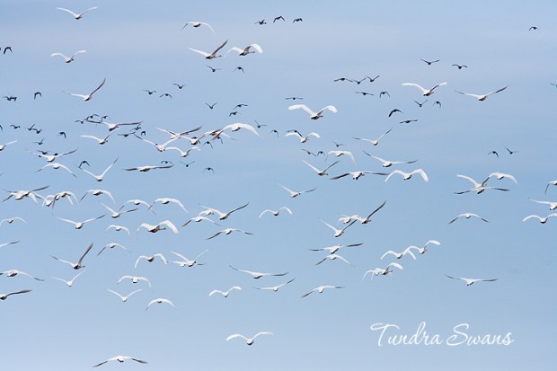 Tundra swans Lambton Shores