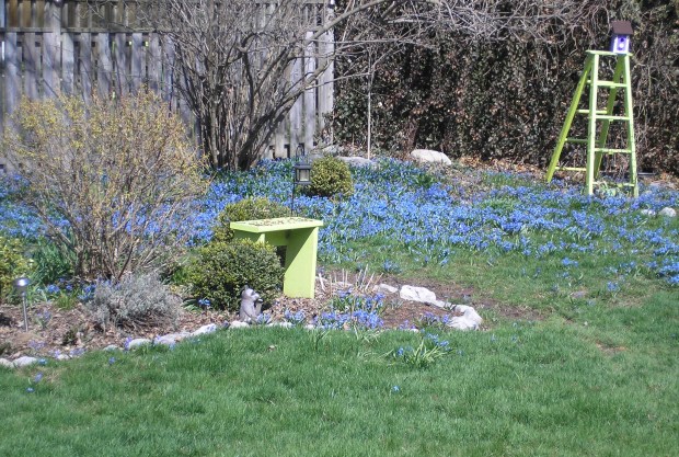 Siberian Squill blue flowers