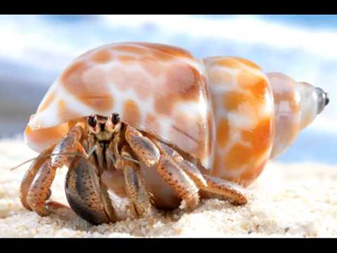 Hermit crab