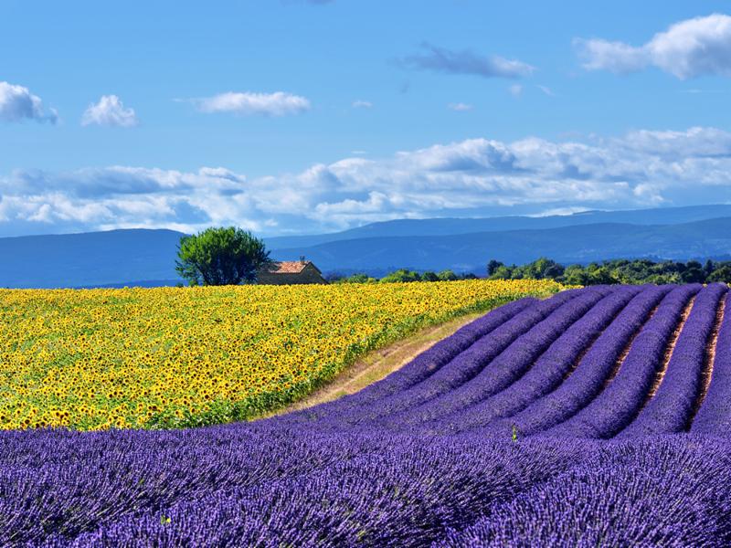 Lavender field in France