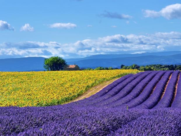 Lavender field in France