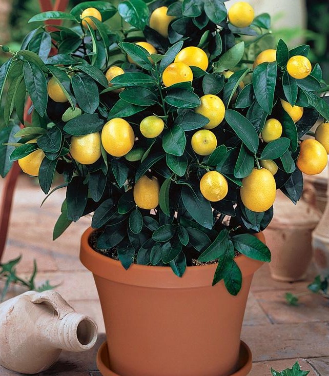 lemon tree in pot (2)