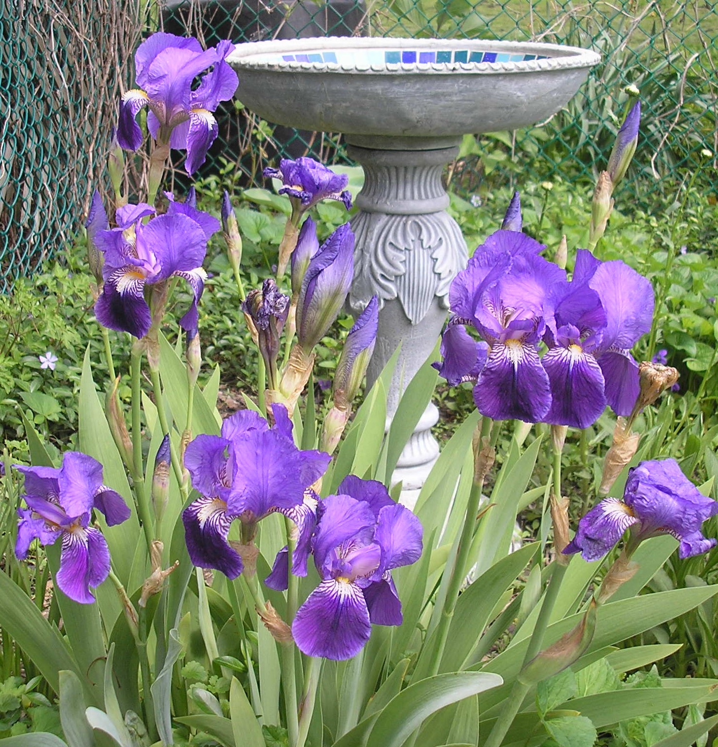 purple iris