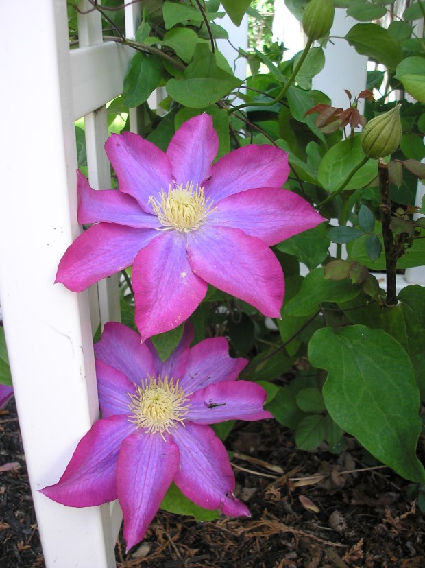 fuchsia clematis
