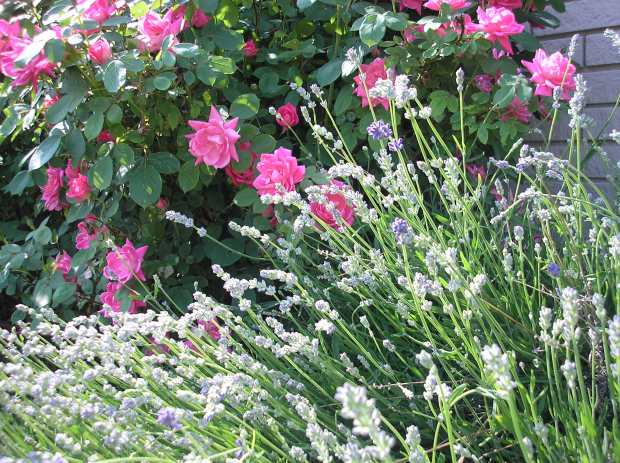 roses and lavender