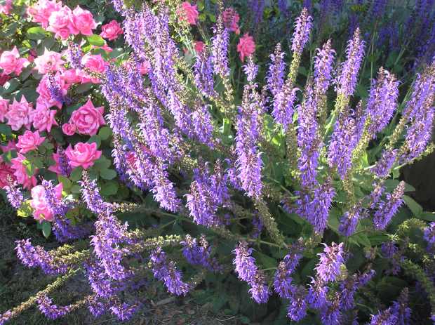 Russian sage and roses