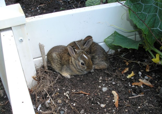 rabbits baby bunnies