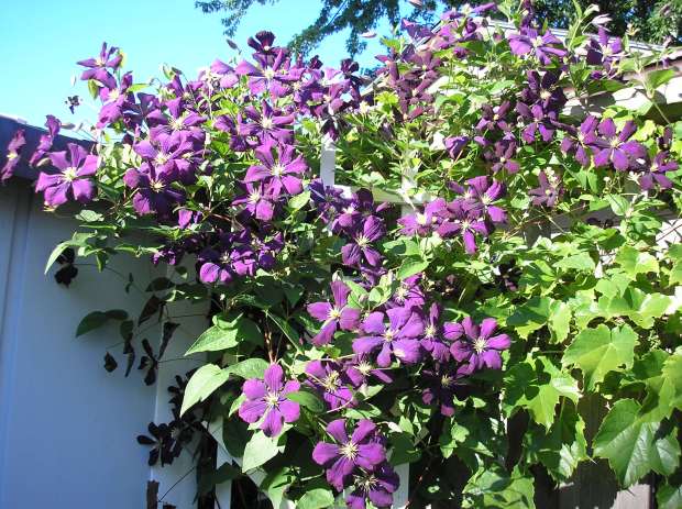 purple clematis