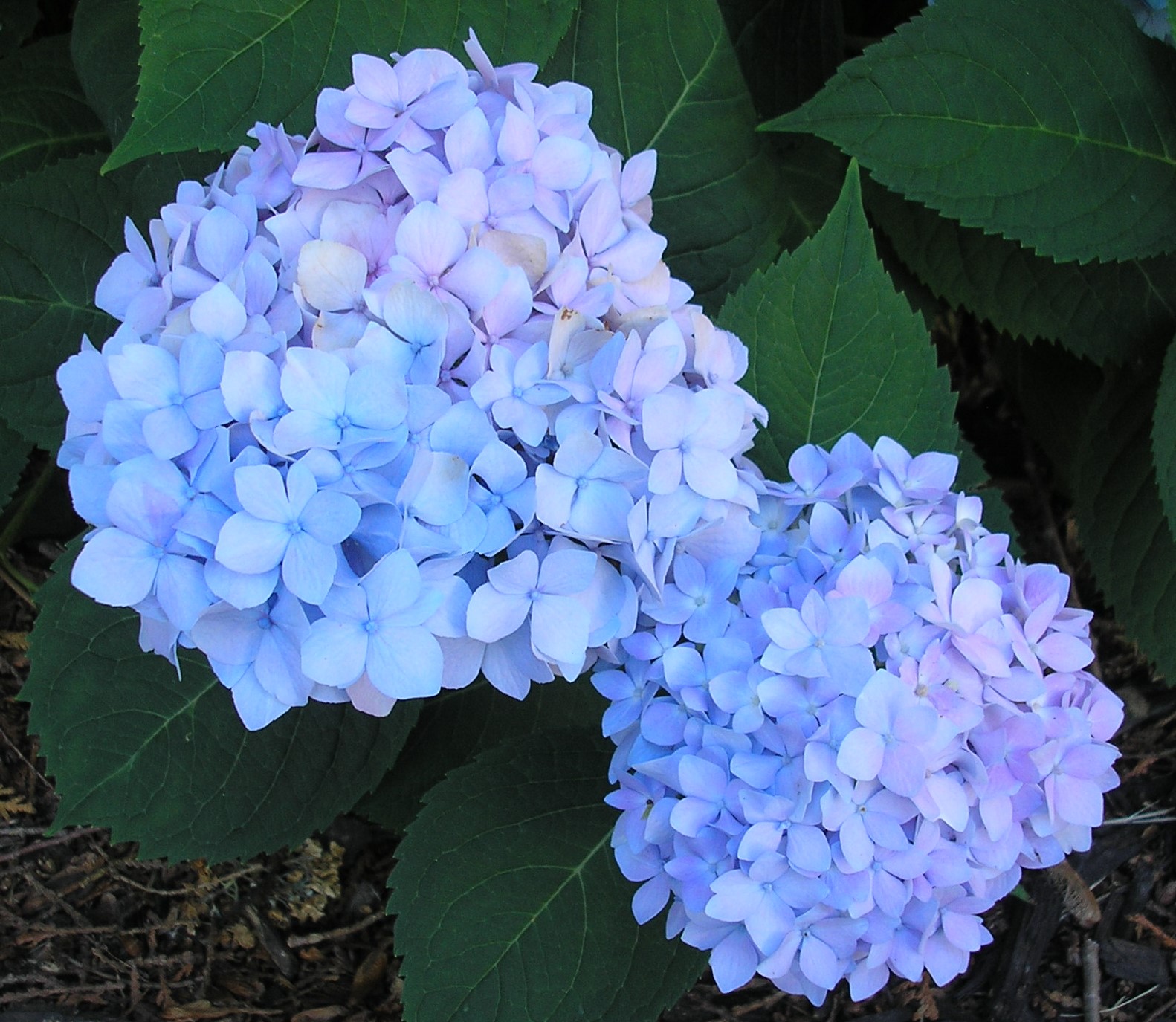 Blue hydrangeas