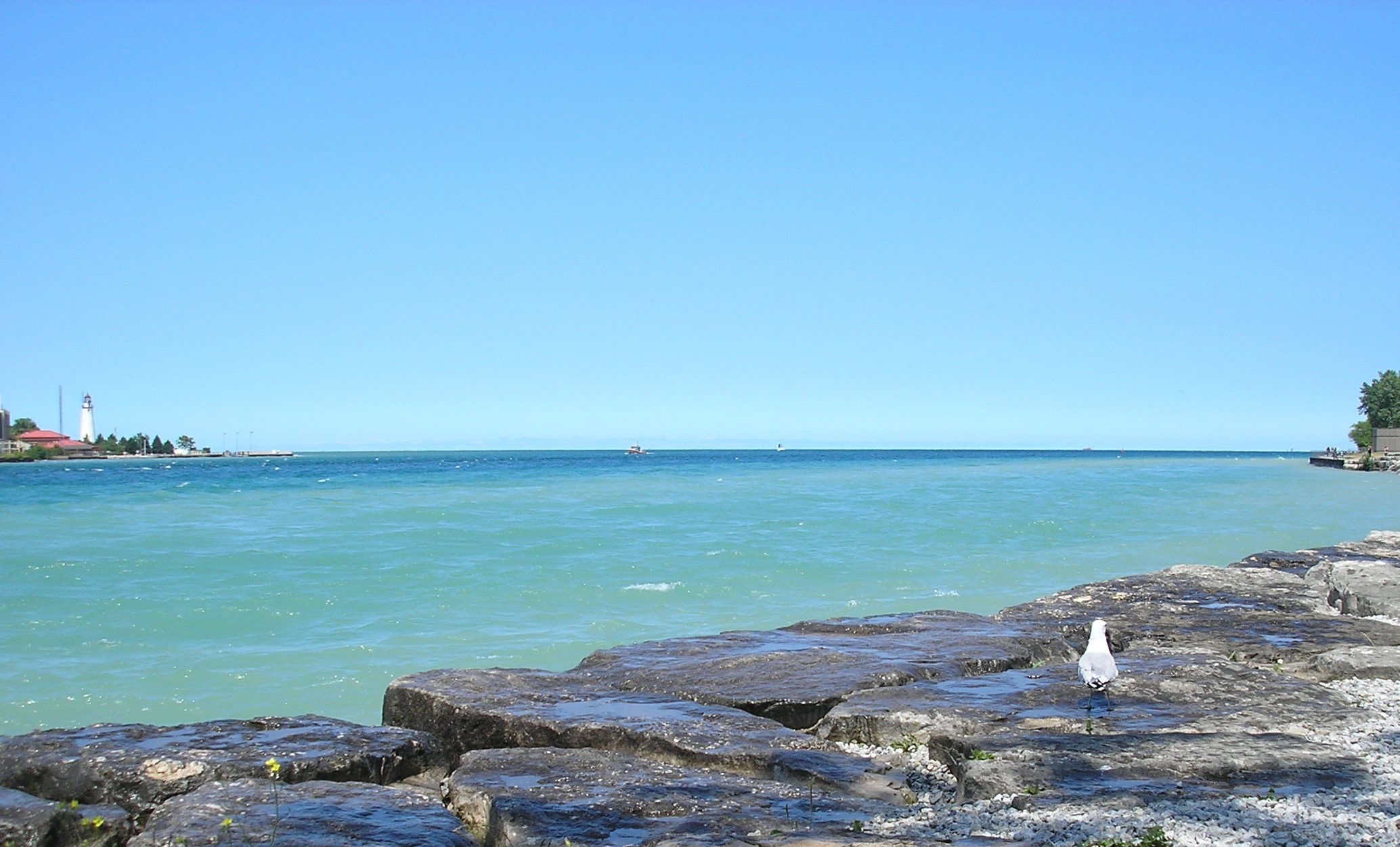 seagull water beach lake