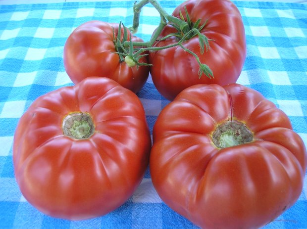 Tomatoes