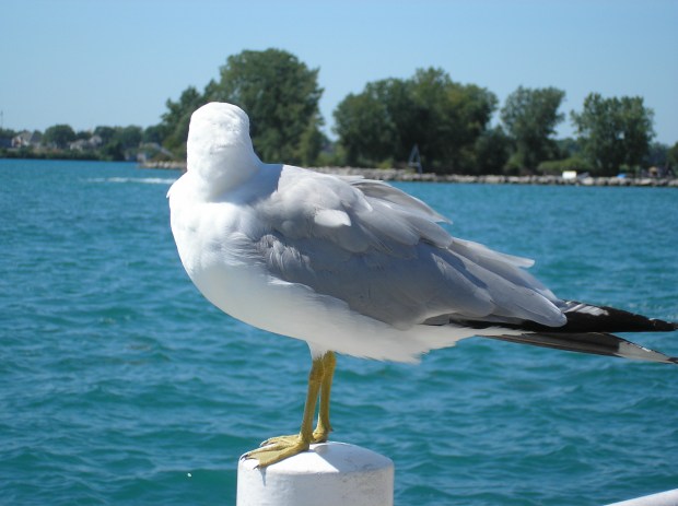 Seagulls - Wordless Wed.