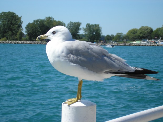 seagulls - Wordless Wed.