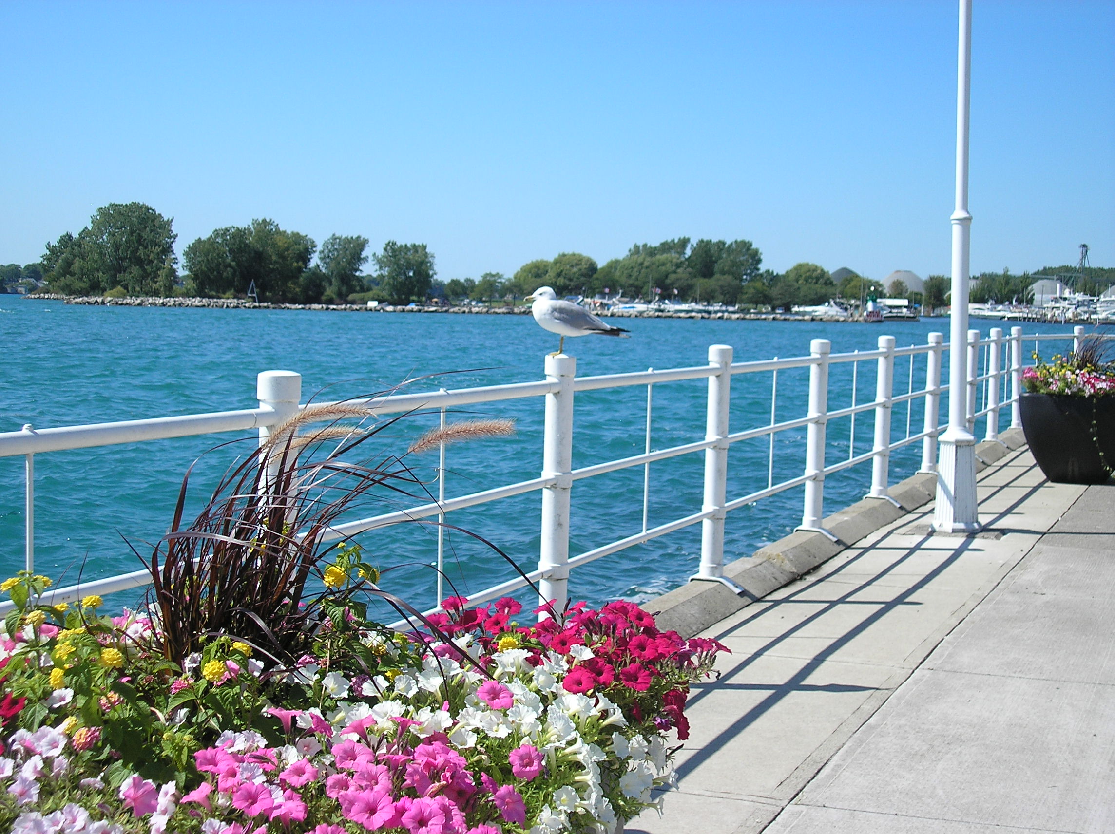 Centennial Park - flowers