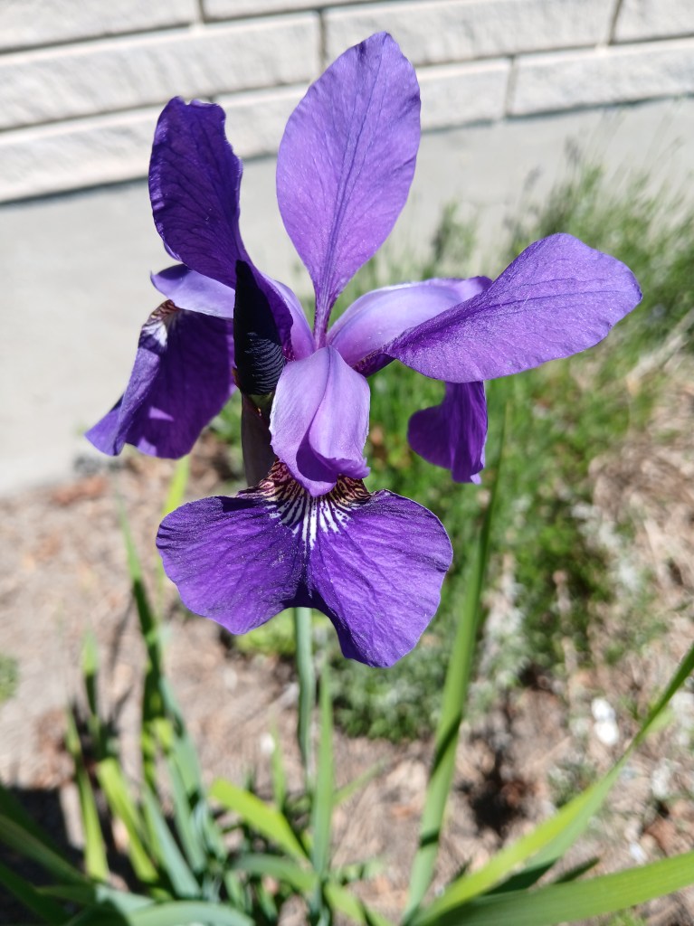purple iris